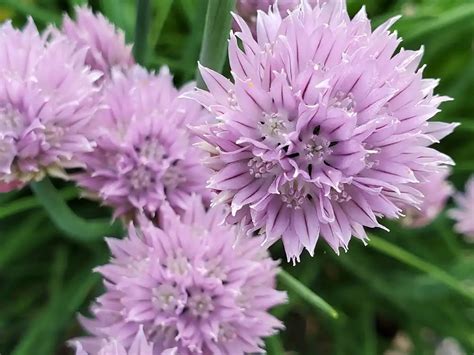 How To Grow Chives Expert Advice For A Thriving Herb Garden Peace