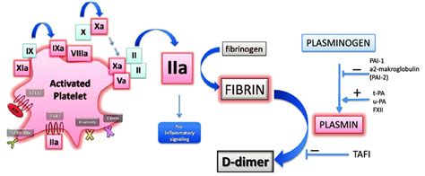 D-dimer test, normal D-dimer level and elevated D-dimer level causes