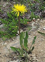 Hypochaeris Uniflora Wikimedia Commons