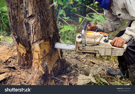 Man Chainsaw Cutting Tree Stock Photo 212265283 Shutterstock