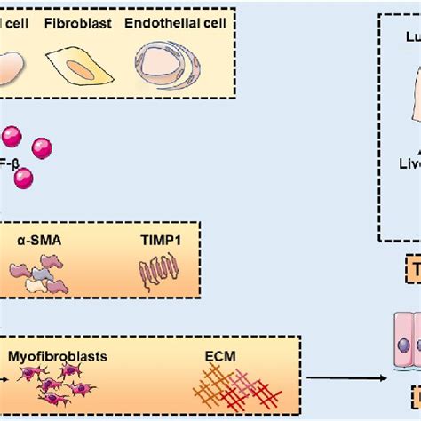 Crosstalk Between Tgf βsmad And Other Pathways In Tissue Fibrosis