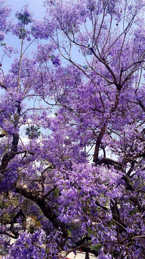 Jacaranda Wallpapers - Top Free Jacaranda Backgrounds - WallpaperAccess