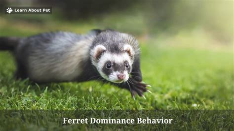 Ferret Dominance Behavior : (7 Interesting Facts) - 2023