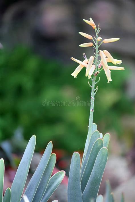 Torch Aloe Arborescens At The End Of A Full Bloom Stock Photo Image