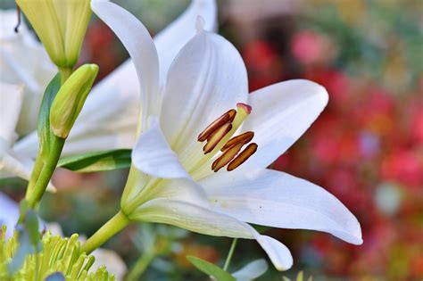 30,000+ Free Lily Of The Valley & Valley Images - Pixabay