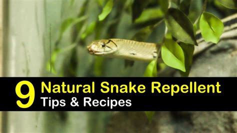 9 Fast & Easy Homemade Snake Repellent Recipes