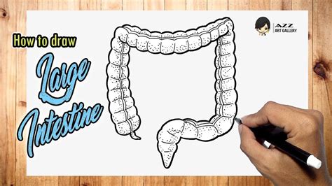 How To Draw Intestines