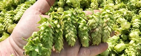 How to Grow Hops at Home • Hop Culture