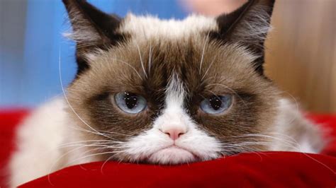 不爽貓grumpy Cat 7歲病逝！任性臭臉紅遍全球，百萬網友心碎哀悼：「謝謝你帶給我們許多療癒時光。」