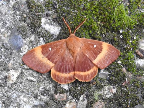 Plovers Blog Oak Eggar