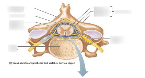 Subdural Space Spinal Cord