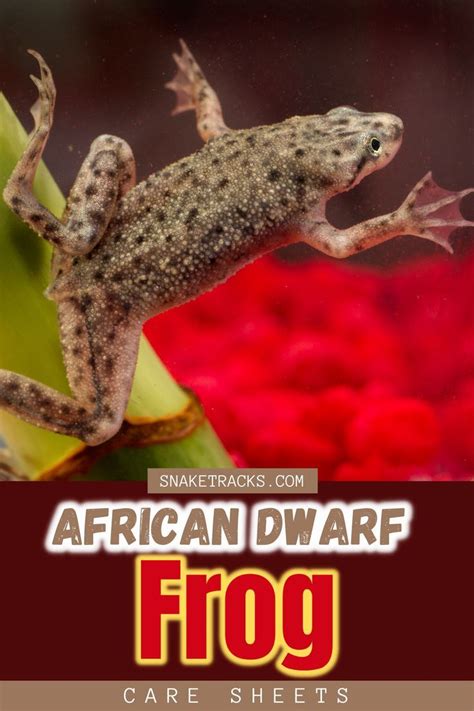 African Dwarf Frog Care Guide