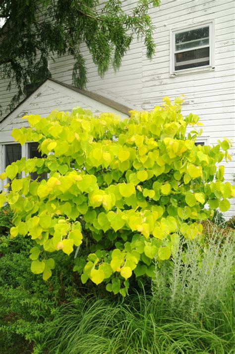 Hearts Of Gold Redbud Cercis Canadensis Hearts Of Gold Wholesale