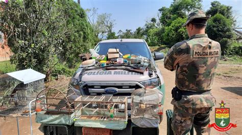 Pol Cia Prende Homem Por Ca A Ilegal De Animais Silvestres Em Pirabeiraba