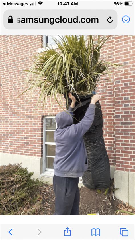 Bridgeport Sabal Palmetto CT Notable Trees Page 2 COLD HARDY PALMS