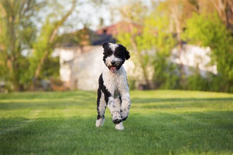 Top 8 Sheepadoodle Breeders: Puppy Price & Other Info