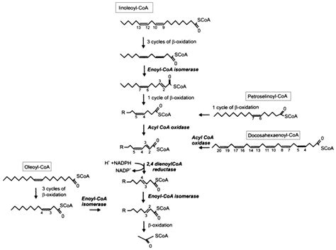 Peroxisomal β‐oxidation Of Polyunsaturated Fatty Acids In Saccharomyces