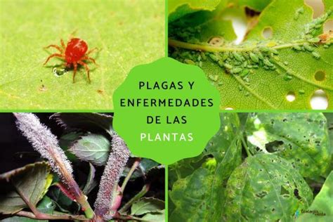 3 Estrategias Para El Control De Plagas Y Enfermedades En Sistemas Agroforestales Agrosabio