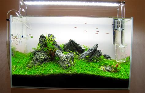 Inspirasi Aquascape Tema Hutan