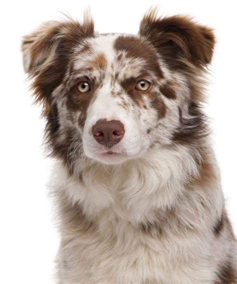 Close-up Of Red Merle Border Collie Stock Photo - Image of pets ...