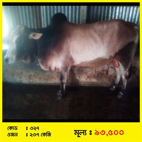 Code-327 » ভালোকিনি