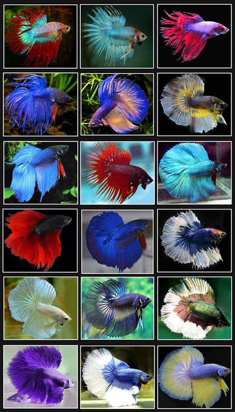 Siamese Fighting Fish - Betta splendens ~ Nice Betta