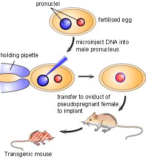 STUDYING GENE FUNCTION: CREATING KNOCKOUT MICE | SCQ