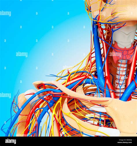 Upper Body Anatomy Artwork Stock Photo Alamy