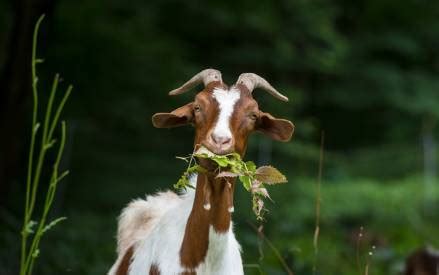 Can Goats Eat Cilantro Benefits And Things To Watch