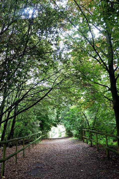 Be part of an ambitious tree-planting project - MBC News Website