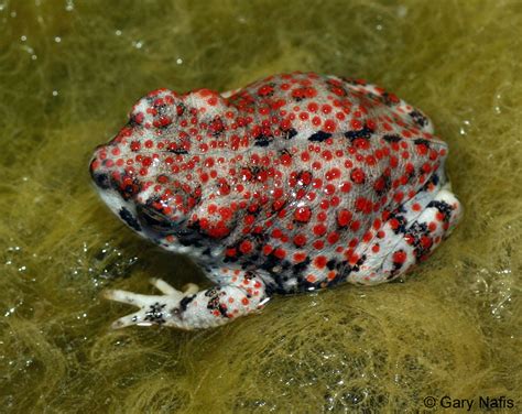 Speckled Toad