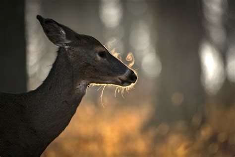 White-tailed deer — Sleeping Bear Wildlife