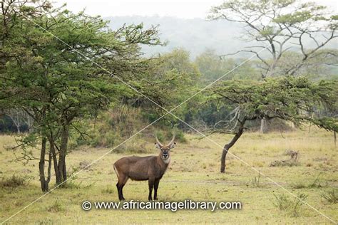 Photos And Pictures Of Impala Aepyceros Melampus Lake Mburo