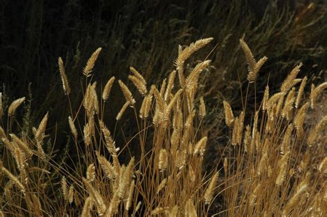 Crested Wheatgrass - Agropyron cristatum - Great Basin Seed