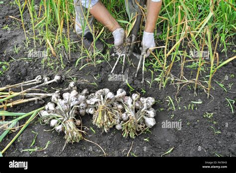 harvesting organic garlic plantation Stock Photo - Alamy