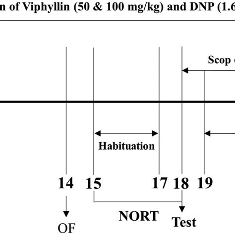 Schematic Representation Of The Experimental Schedule The Experiment