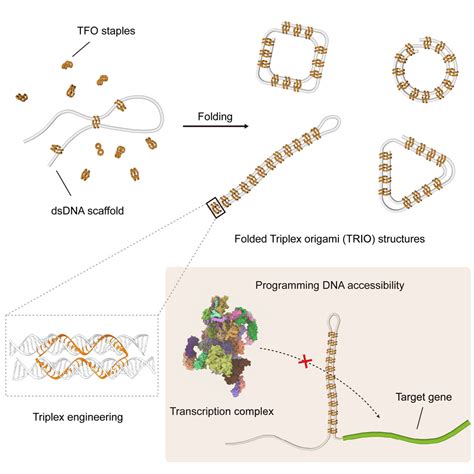 Custom Folding Of Double Stranded Dna Directed By Triplex Formation Chem