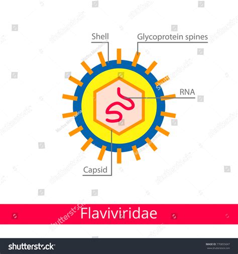 Flaviviridae Classification Viruses Vector Biology Icons Stock Vector ...