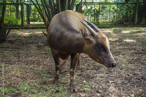 Anoa Also Known As Dwarf Buffalo And Sapiutan Are Two Species Of The