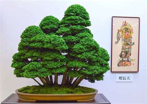 Care guide for Hinoki cypress Bonsai (Chamaecyparis) - Bonsai Empire