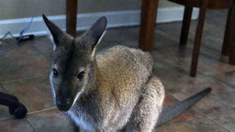 Wallaby Pet