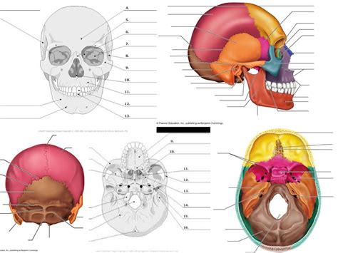 Skull Labeling Anatomy