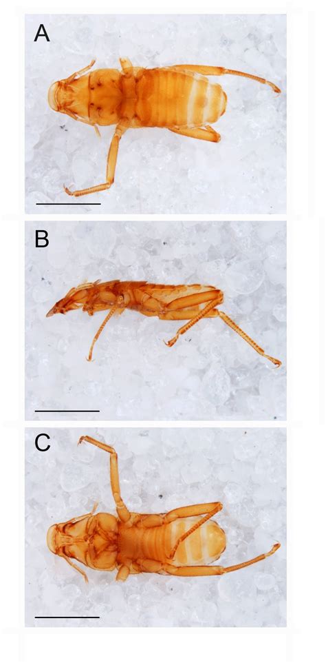 Polyctenidae