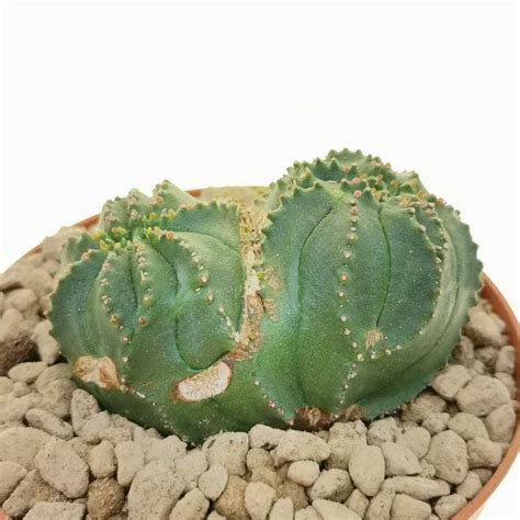 Euphorbia Obesa Tiger Form F Dicotomica Rare Form 10 Cm