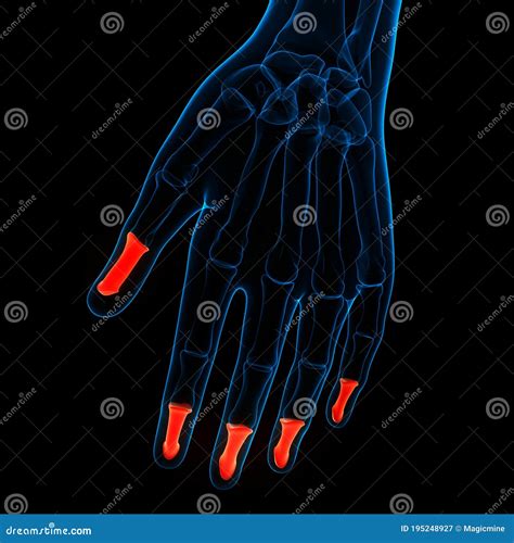 Human Skeleton System Distal Phalanges Joints Anatomy Stock ...