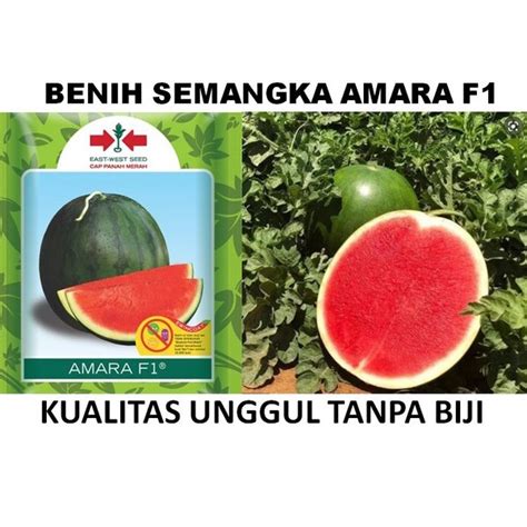 Jual Benih Semangka Non Biji AMARA F1 Isi 10 Butir Repack Cap Panah