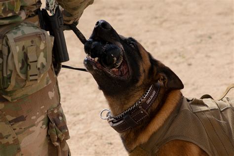 Arcent K 9 Conducts Eod Training Us Central Command News Article View