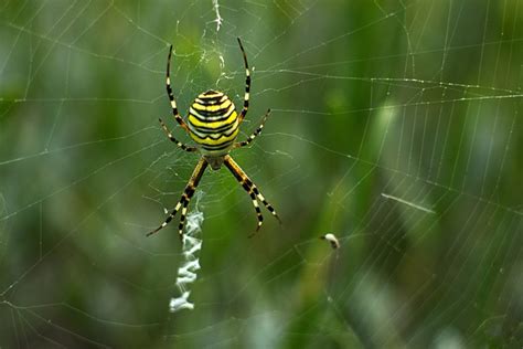 Wasp Spider Web - Free photo on Pixabay - Pixabay