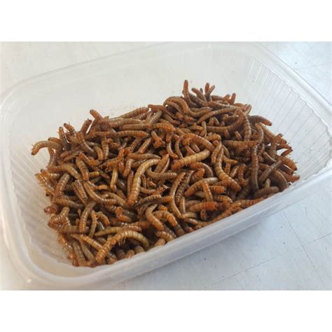 Tenebrio Molitor Live Mealworm Larvae