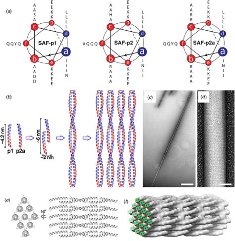 A Helical Wheel Diagrams Of The Saf P Saf P And Saf P A Peptides